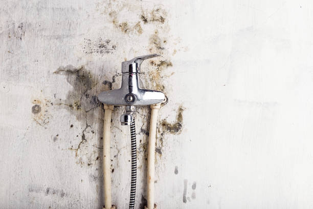 Best Mold Removal Company Near Me  in Cleveland Heights, OH