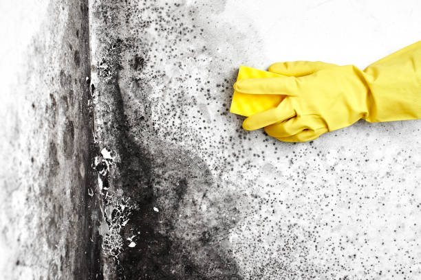 Best Professional Mold Removal  in Cleveland Heights, OH