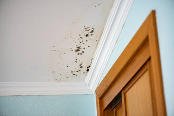 Best Mold Testing and Removal  in Cleveland Heights, OH