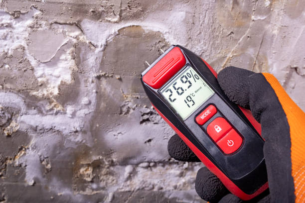 Best Same-Day Mold Removal  in Cleveland Heights, OH