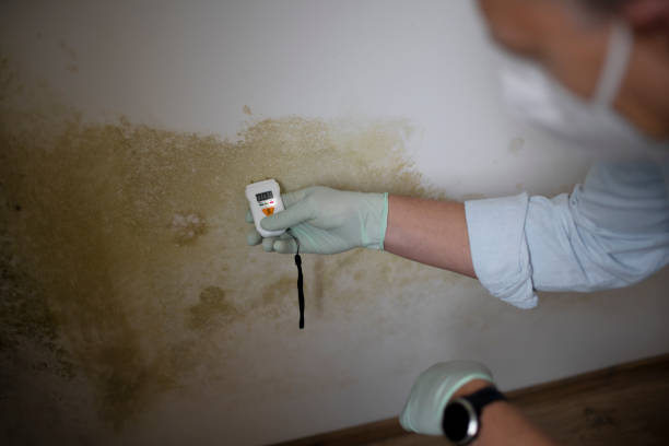 Best Affordable Mold Removal  in Cleveland Heights, OH