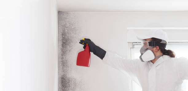 Mold Testing and Removal in Cleveland Heights, OH