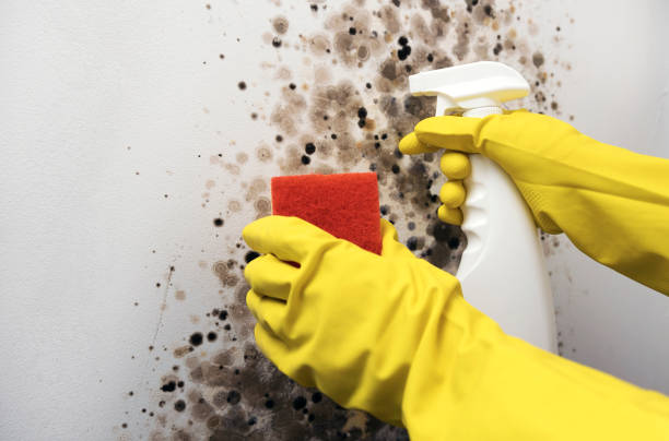 Best Commercial Mold Removal  in Cleveland Heights, OH
