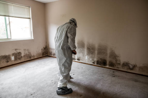 Home Mold Removal in Cleveland Heights, OH