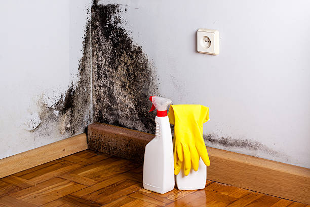 Attic Mold Removal in Cleveland Heights, OH