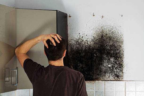 Trusted Cleveland Heights, OH Mold Removal Experts