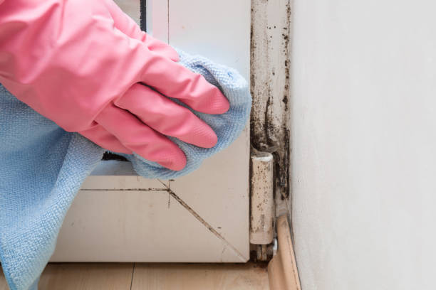 Best Crawl Space Mold Removal  in Cleveland Heights, OH