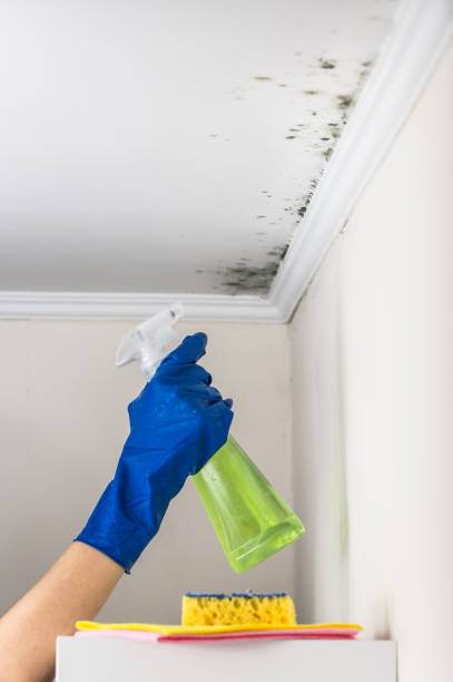 Best Black Mold Removal  in Cleveland Heights, OH