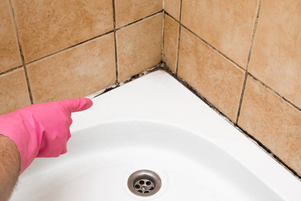 Best Emergency Mold Removal  in Cleveland Heights, OH